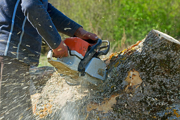 Reliable East Palatka, FL Tree Care  Solutions